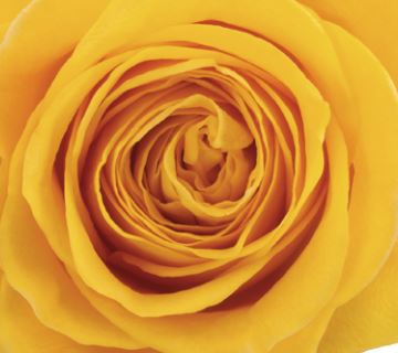 Rose Yellow By Case
